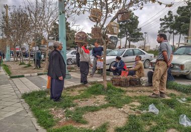 بازار پرندگان کرمانشاه تعطیل شد