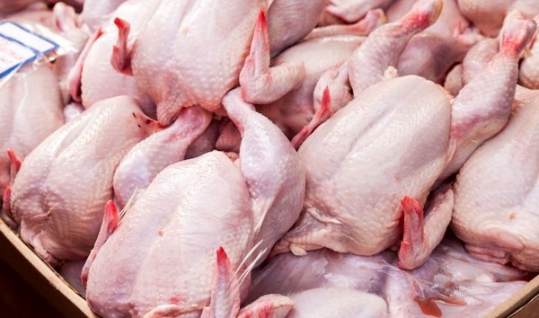 تولید سالیانه 17 هزار تن گوشت سفید مرغ در شهرستان اردبیل