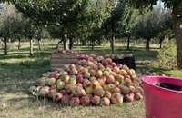 برداشت سیب در کشمیر هند (4)