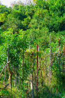 طبیعت روستای بزکویه