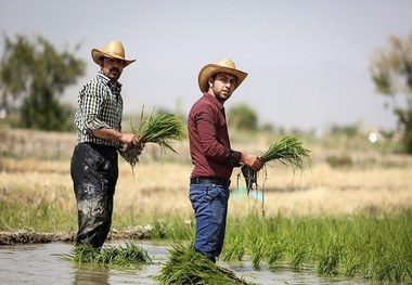 کشت برنج در سال جاری آبی افزایش یافته است