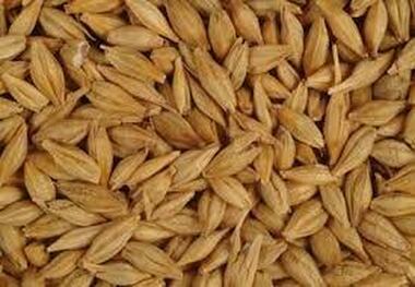 دامداران به شایعات توجه نکنند!