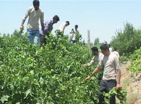 آفت زدائی از دو هزار هکتار از باغات انگور ملکان