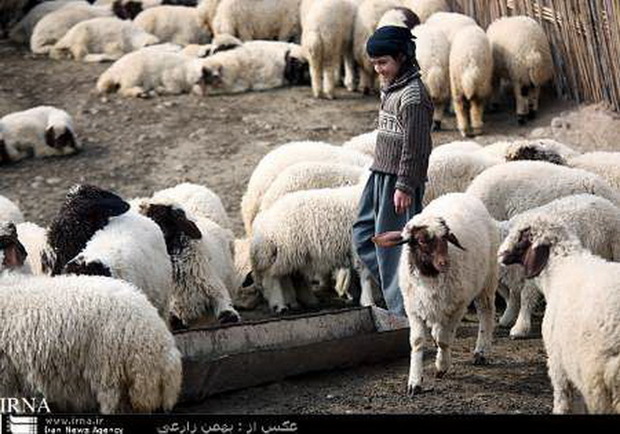 خروج دام زنده از استان کرمانشاه با مجوز دامپزشکی امکان دارد