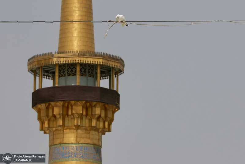 ظهر شهادت امام رضا (ع)