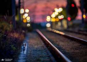 منتخب تصاویر امروز جهان- 15 مرداد