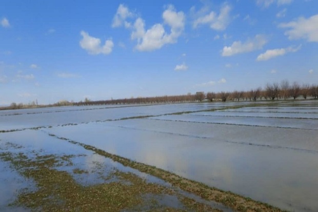 سیل به 4070 هکتار اراضی کشاورزی میاندوآب خسارت زد