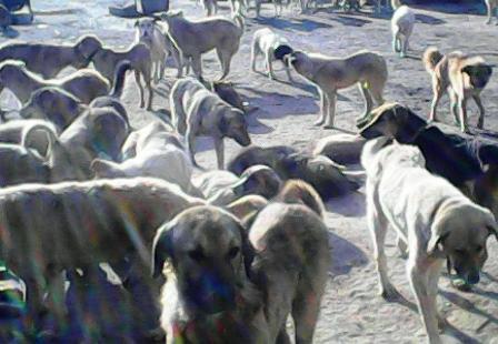 جریمه میلیونی واحد پرورش سگ در همدان