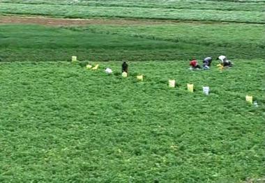 برداشت نخود فرنگی در شهرستان طارم آغاز شد