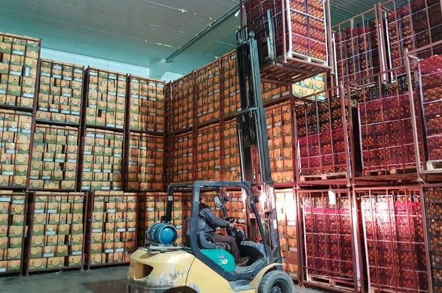 افزایش حدود ۱۱۵درصدی صادرات کیوی از بندر نوشهر