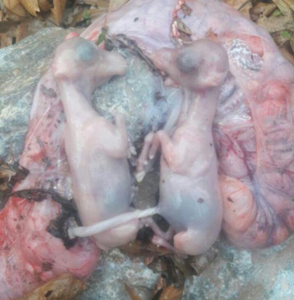 شکارچیان خاطی در شهرستان طارم یک راس بز کوهی مادر را سلاخی کردند