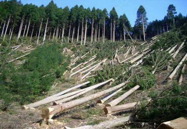 اجرای طرح زراعت چوب در استان تهران سرعت می گیرد