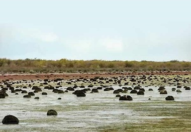 کاهش  پرندگان زمستان گذران در تالاب میانکاله