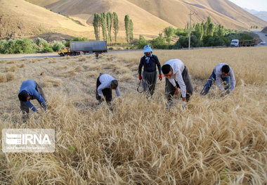 ۸۰ درصد بهره برداران کردستانی پول گندم خود را دریافت کردند