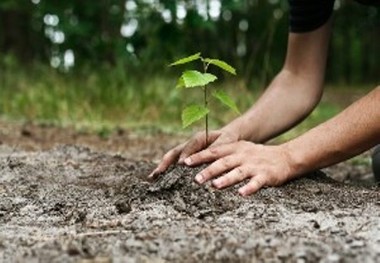 طرح نهالکاری در روستاهای شهیون دزفول آغاز شد