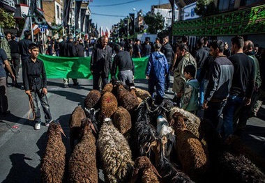 دامپزشکی اسدآباد نسبت به ذبح دام در معابرعمومی هشدار داد