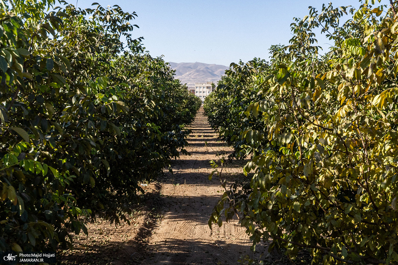 برداشت مکانیزه گردو در استان زنجان