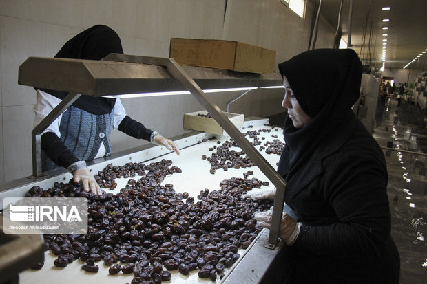 افزایش قیمت داخلی، صادرات خرمای ایران را ۸۰ درصد کاهش داد
