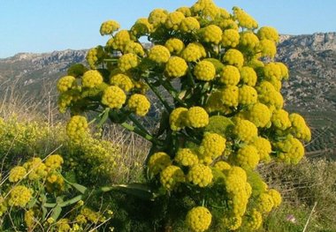 دسترنج باریجه کاران به جیب دلالان