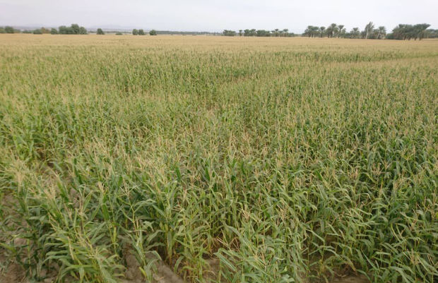 ۷۰ درصد ذرت تولیدی ایرانشهر به سایر استان‌ها حمل می‌شود