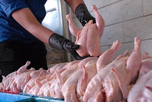 مرغ تولیدی آذربایجان غربی فاقد هورمون است