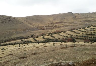 طرح ملی نهضت سبز با غرس ۱۴ میلیون اصله نهال در زنجان آغاز شد