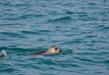 سایه انقراض بر سر فک خزر