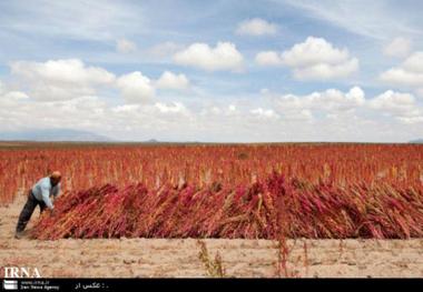 برداشت نخستین محصول کینوا از کشتزارهای خراسان شمالی آغاز شد