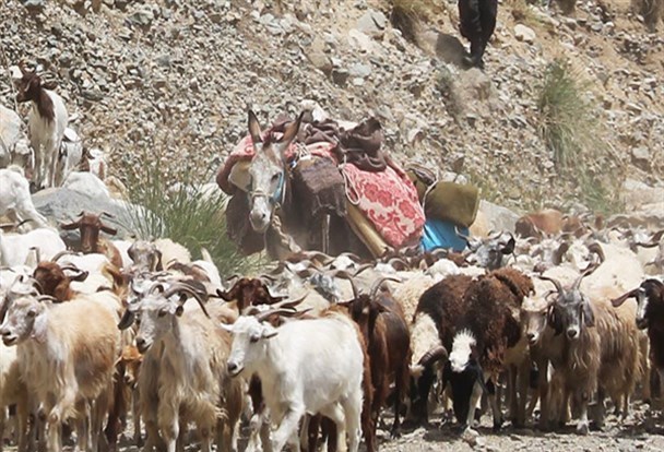 کوچ بهاره عشایر ایل قشقایی از خنج به ییلاق ادامه دارد