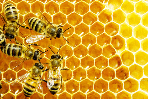 طرح سرشماری کلنی های زنبورعسل در نی ریز آغاز شد