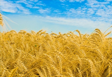 مطالبات گندم کاران خراسان شمالی پرداخت شد