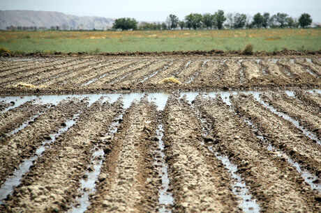 فرماندار تالش: سردهنه‌های اراضی کشاورزی برای آبیاری مزارع آماده‌شود