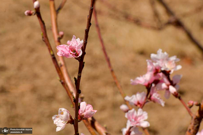 حال و هوای بهاری در حرم مطهر امام خمینی (س)
