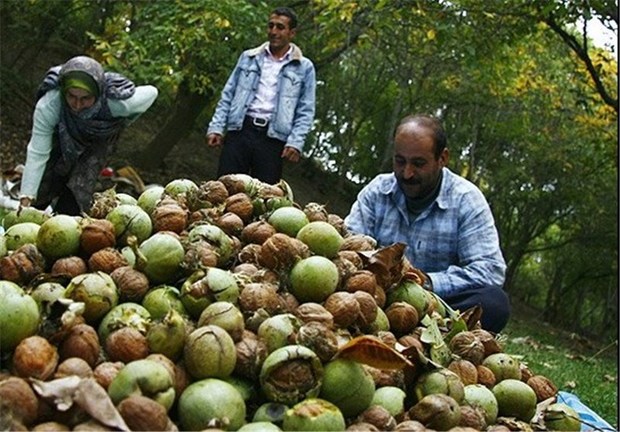 باغداران ملکشاهی امسال 500 تن گردو برداشت می کنند