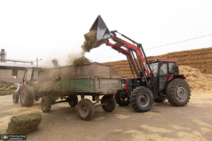 کارگران دامپروری؛ ستون‌های سلامت و آبادانی کشور