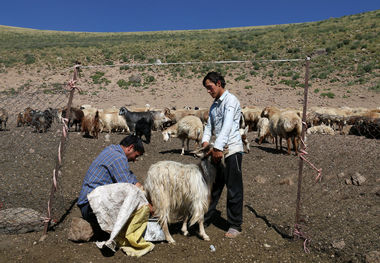 ۶۰۰ راس دام نژاد برتر و پربازده به استان اردبیل تحویل می‌شود