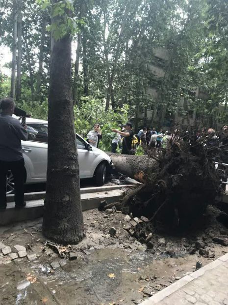 سقوط درخت در خیابان ولیعصر تهران بر اثر وزش باد شدید