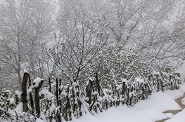 بارش برف بهاری در آواجیق چالدران  عکس
