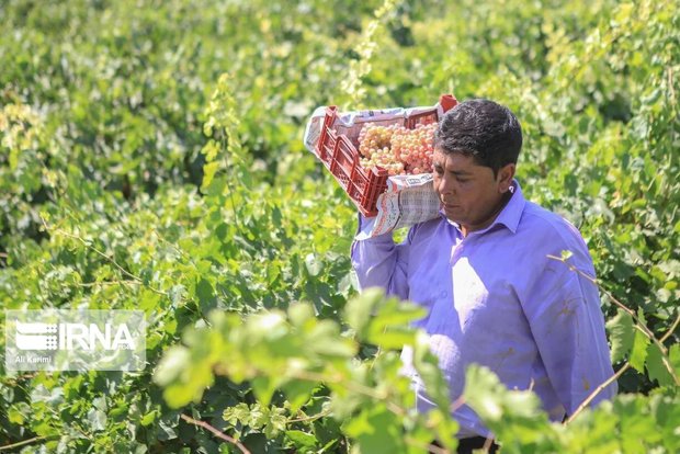 سهم ۱۳ درصدی  انگور در سبد اقتصاد کشاورزی خراسان شمالی