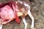 50 راس گوسفند درحمله گرگها به گله های بخش خضرآباد اشکذر تلف یا زخمی شد