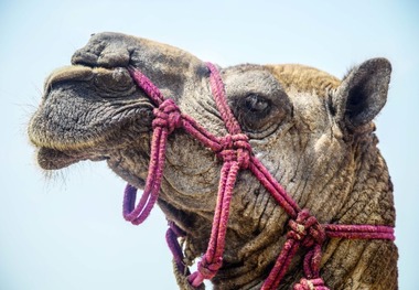 آیا واقعا در طب سنتی چیزی به عنوان درمان با ادرار شتر داریم؟ 