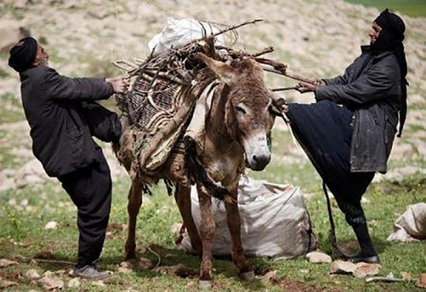 معاون منابع طبیعی: عشایر در 53 سامانه همدان مستقر می شوند