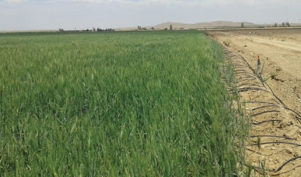 آبیاری قطره‌ای تیپ در 442 هکتار مزارع گندم یزد اجرا می‌شود