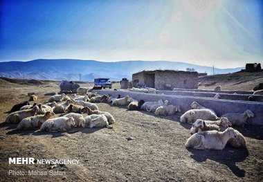 ۱۱۹ هزار رأس دام عشایر استان سمنان بیمه شدند