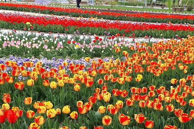 کاشت گل های پاییزی در فضاهای سبز ارومیه آغاز شد