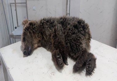 تلف شدن یک توله‌خرس در منطقه عمارت شهرستان آمل + عکس