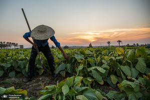 منتخب تصاویر امروز جهان- 3 خرداد 1400