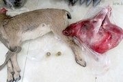 لاشه یک راس حیوان وحشی در فرودگاه بوشهر کشف شد