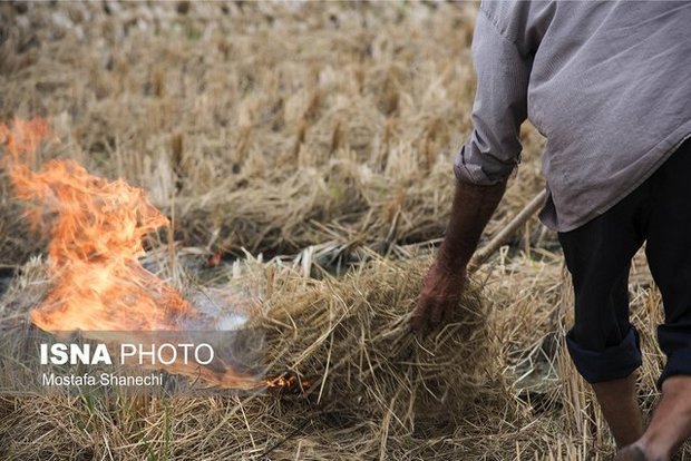 آتش زدن کاه و کلش؛ رسمی که ماندگار شد