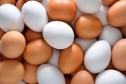 تخم‌ مرغ‌های وارداتی به بازار آمد/ قیمت مصوب تخم مرغ بسته بندی اعلام شد